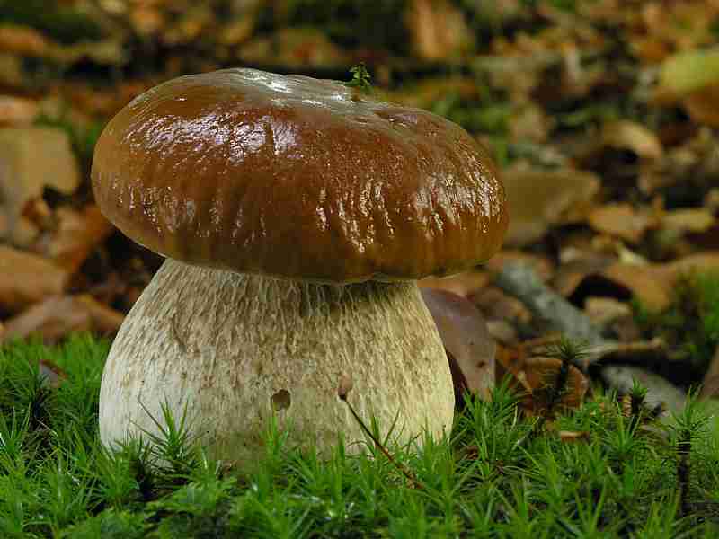  Image name: 186 Porcino.jpg 
 width: 800 pixel 
 height: 600 pixel 
 Size: 32134 bytes 
 Click to enlarge 